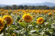 Sonnenblumen am Fuße der Cevennen