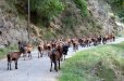 Ziegen blockieren die Strae, aber sie kannten den Weg und bogen zum Glck nach 20 Minuten links ab.