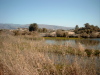 Die Lagune von Maspalomas.