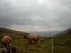 Die Landschaft erinnert oftmals an die Alpen