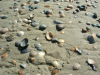 Muscheln am Strand