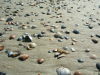 Muscheln am Strand