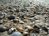 Muscheln am Strand