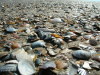 Muscheln am Strand