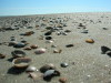 Muscheln am Strand
