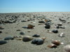 Muscheln am Strand