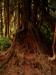 Hoh Rain Forest. Dieser Baum wchst einfach auf dem Stumpf eines abgestorbenen Baumes.